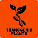 Tansgenic Plants